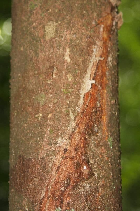 Aniba 3