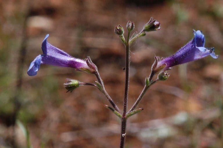 Penstemon 10