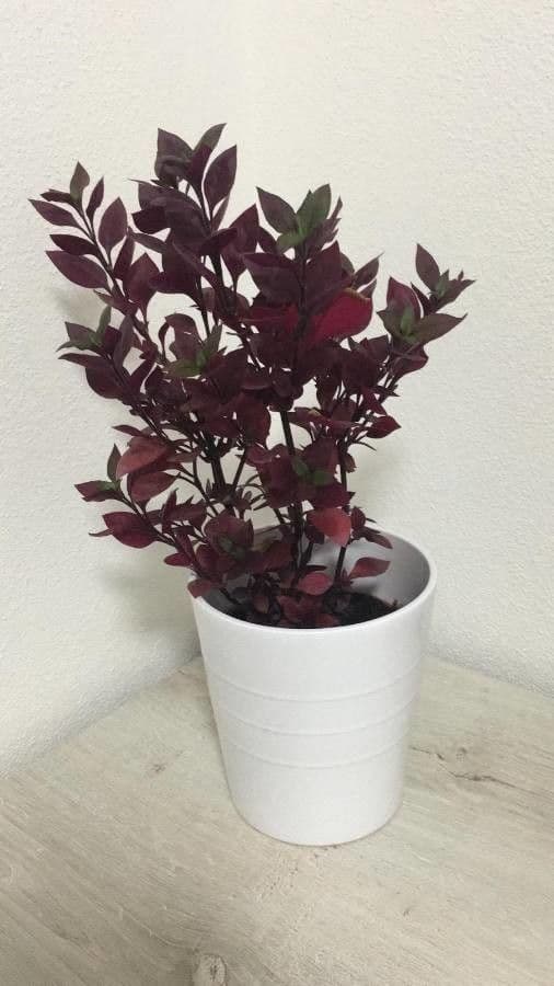 Alternanthera Brasiliana 16