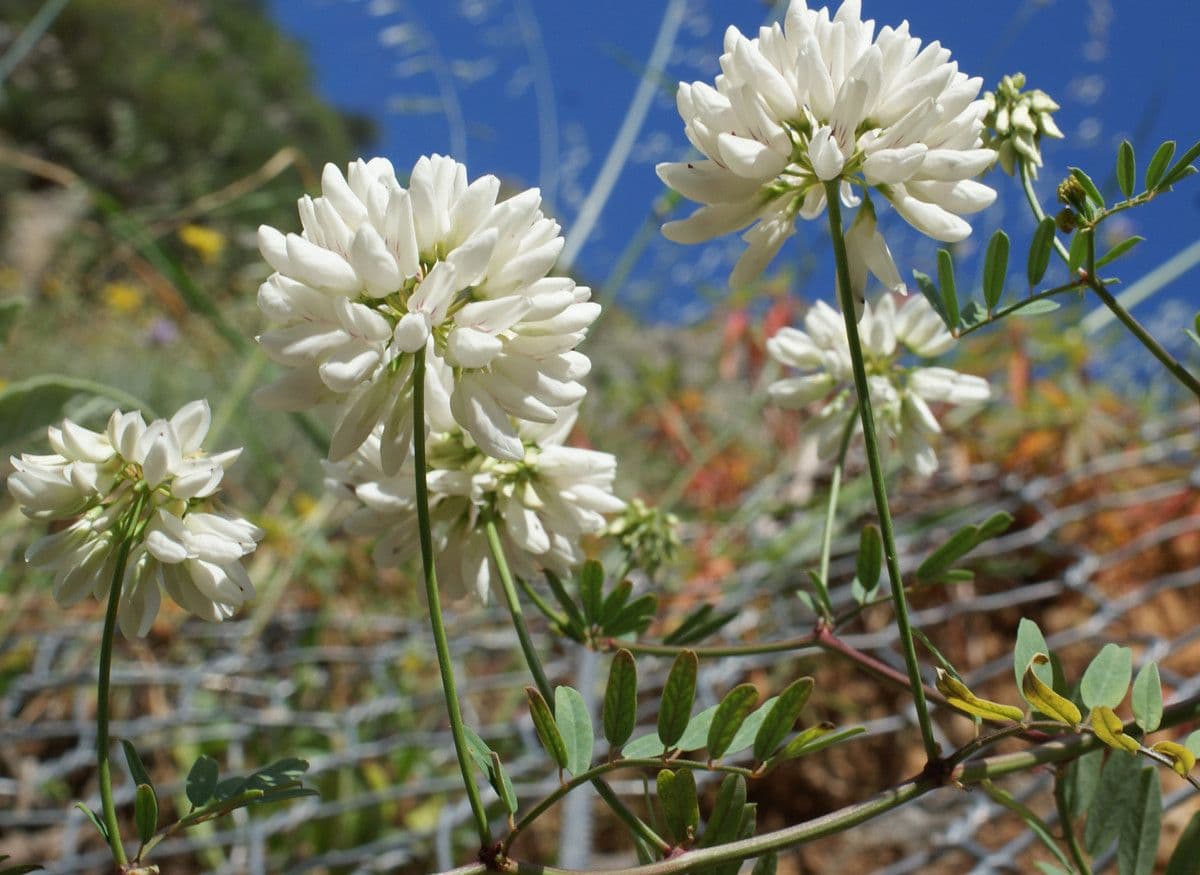 Korunka 8