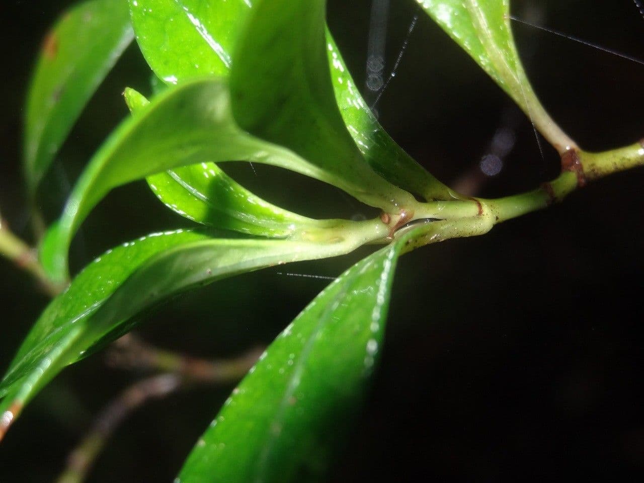 Psychotria 12