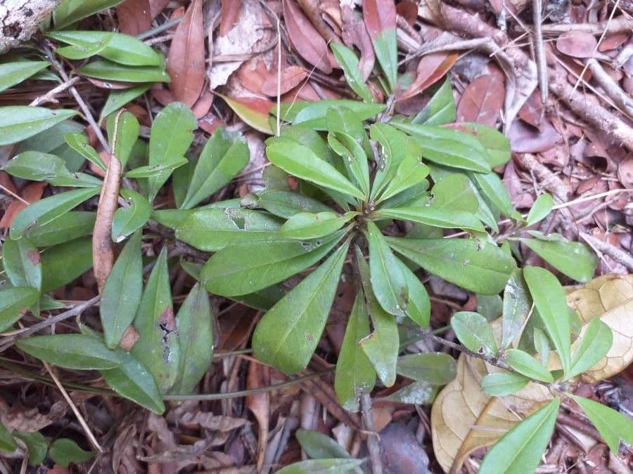 Manilkara 3