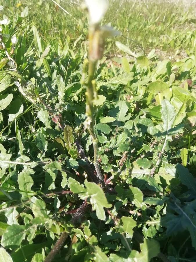 Rucola 24