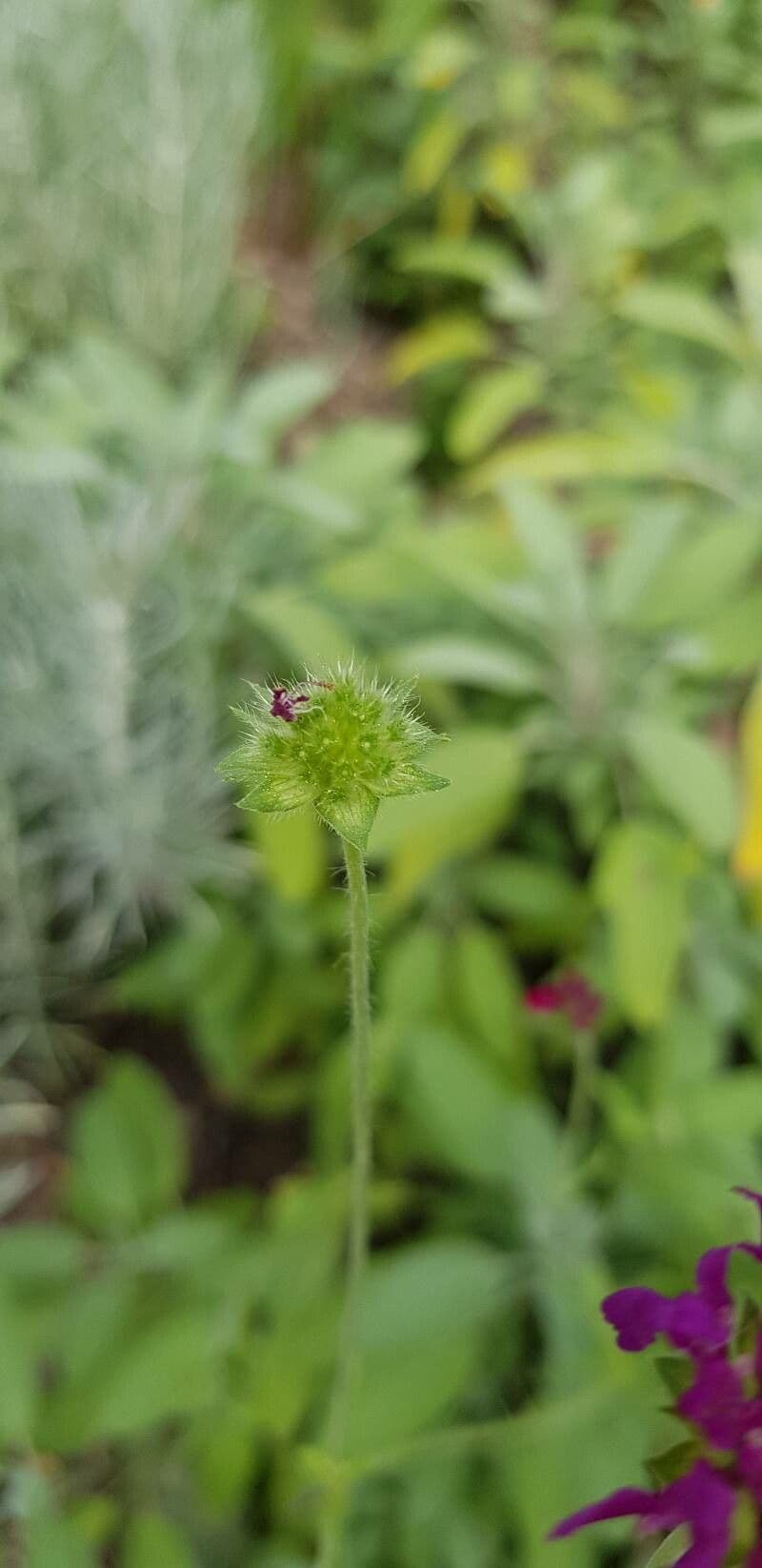 Knautia 3