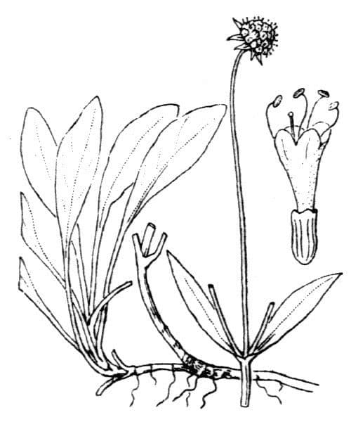 Succisella 22