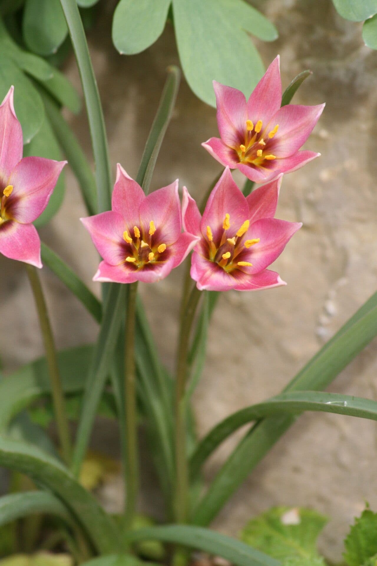 Tulipano 5