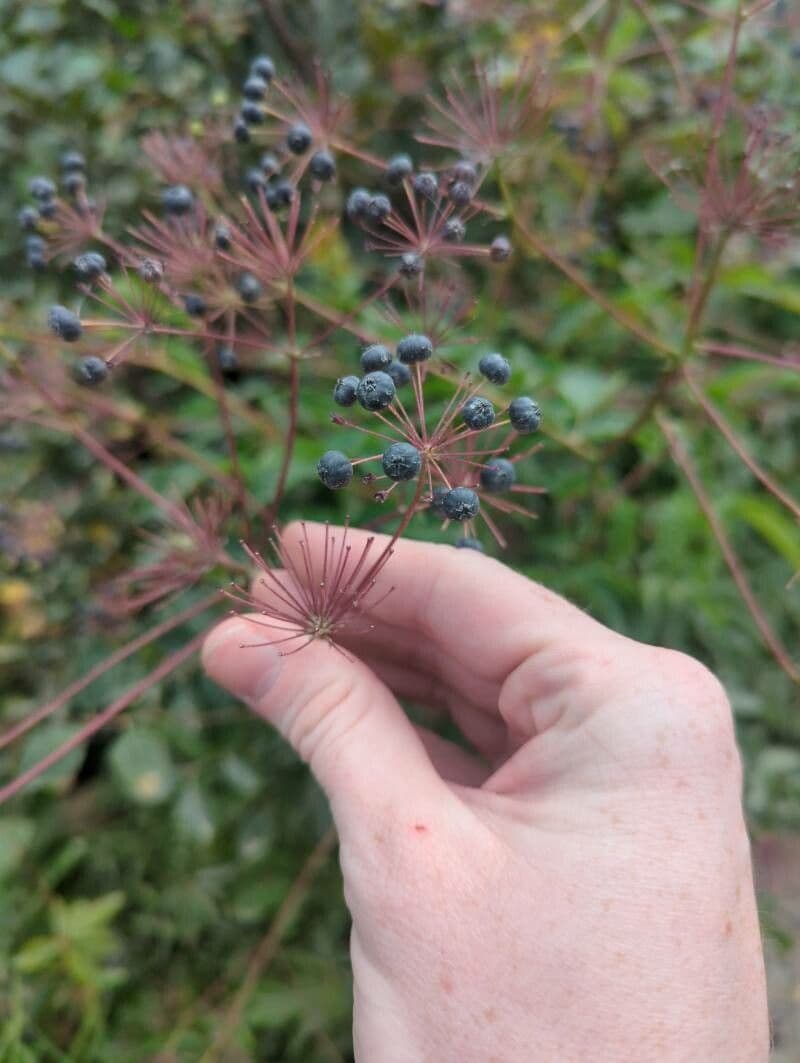 Aralia 2