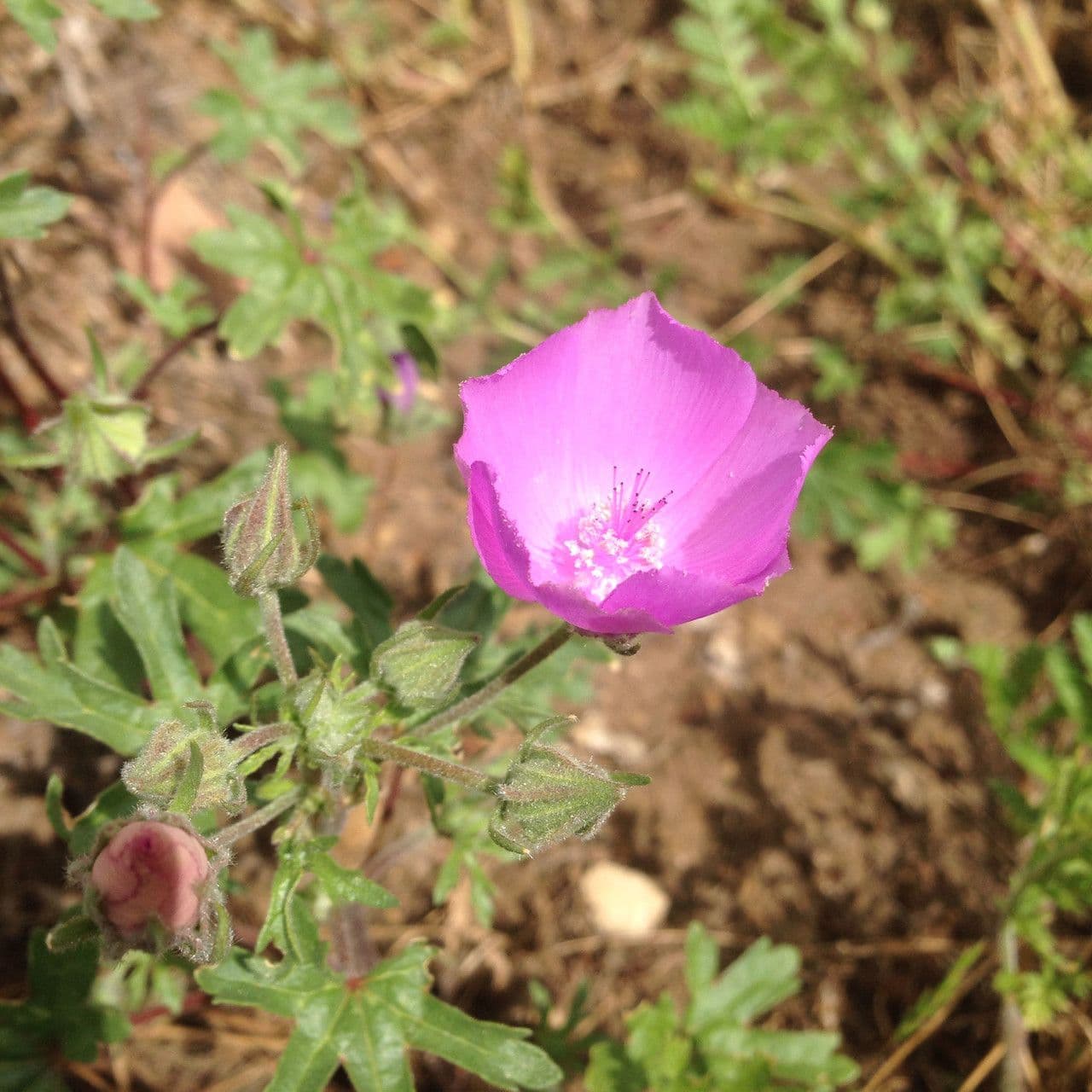 Malva di Parry 5