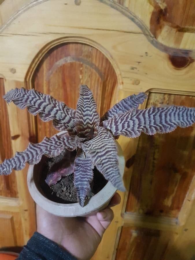 Cryptanthus 18
