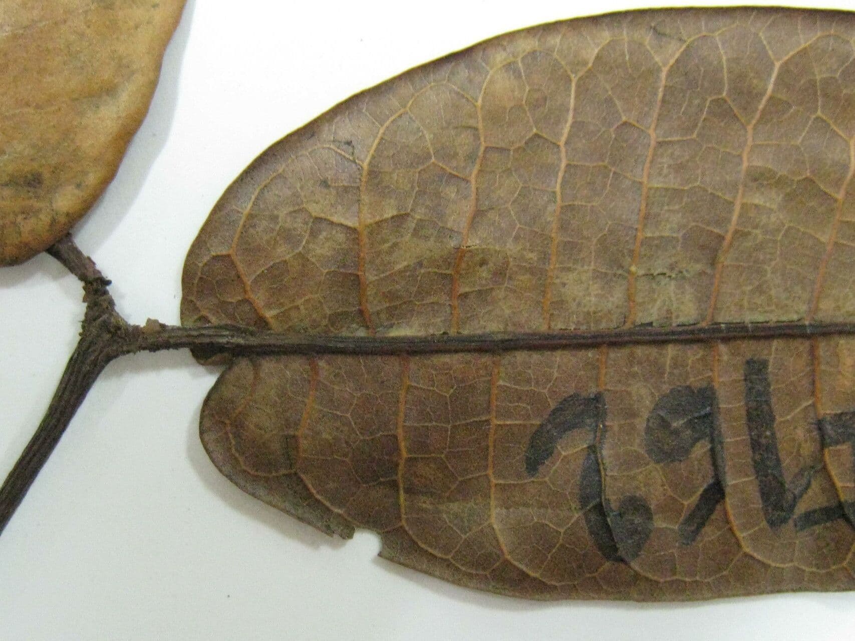 Trattinnickia 2