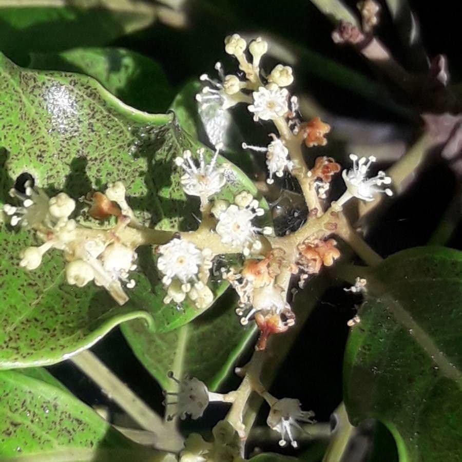 Lepidocupania 5