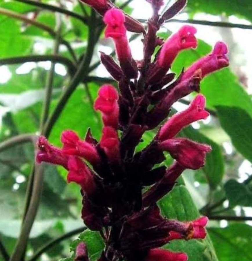 Salvia