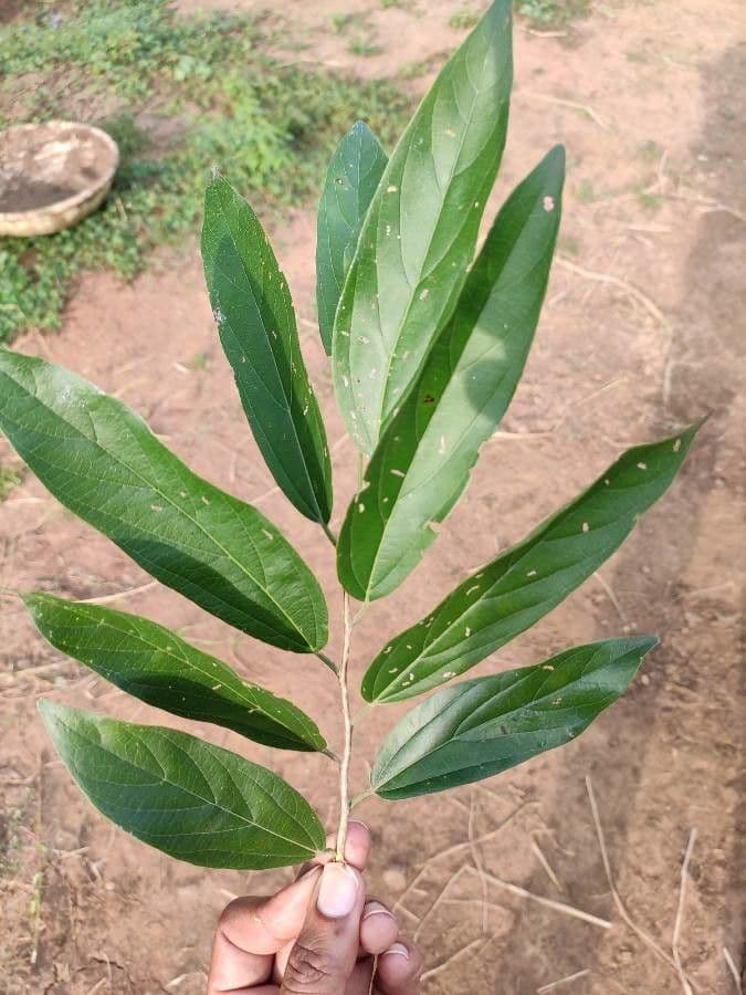 Alangium 10