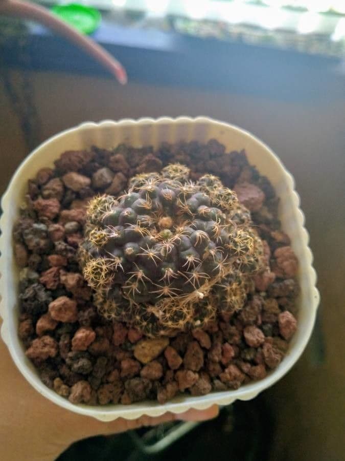 Lobivia arachnacantha 10
