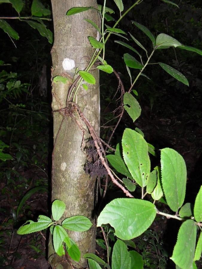 Scepocarpus 2