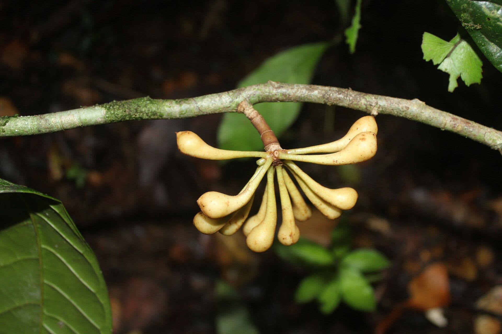 Anaxagorea