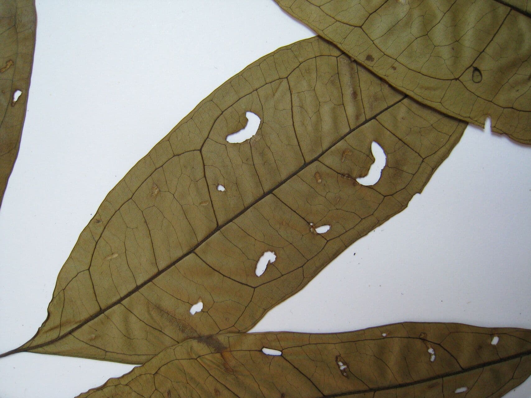 Eugenia 9