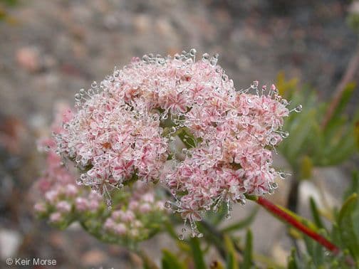 Eriogonum 3