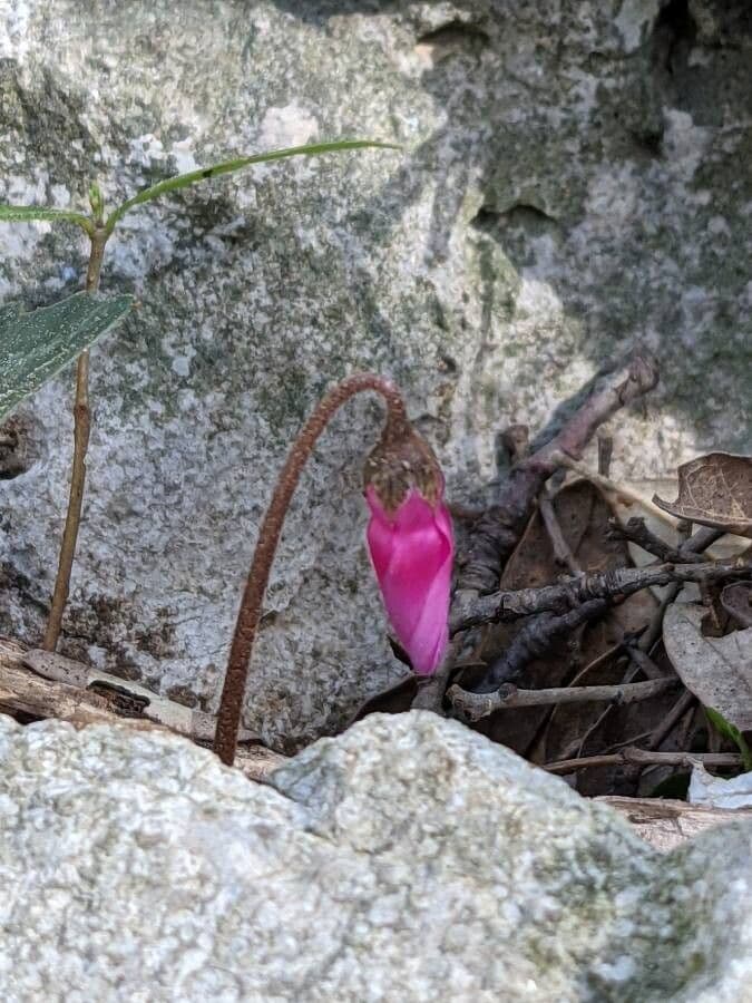 Ciclamino primaverile 27