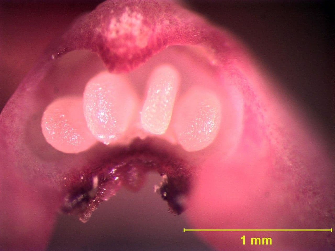Scaphyglottis 13
