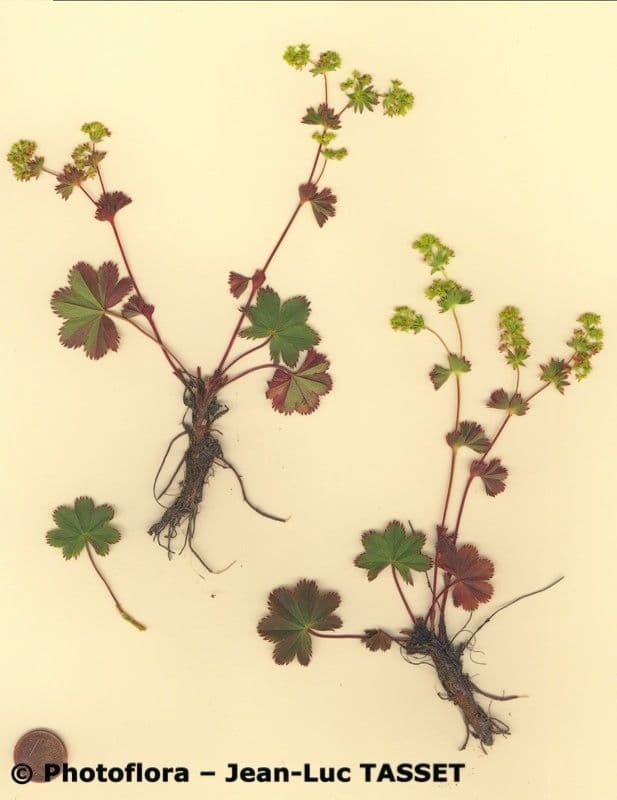 Alchemilla incisa 2