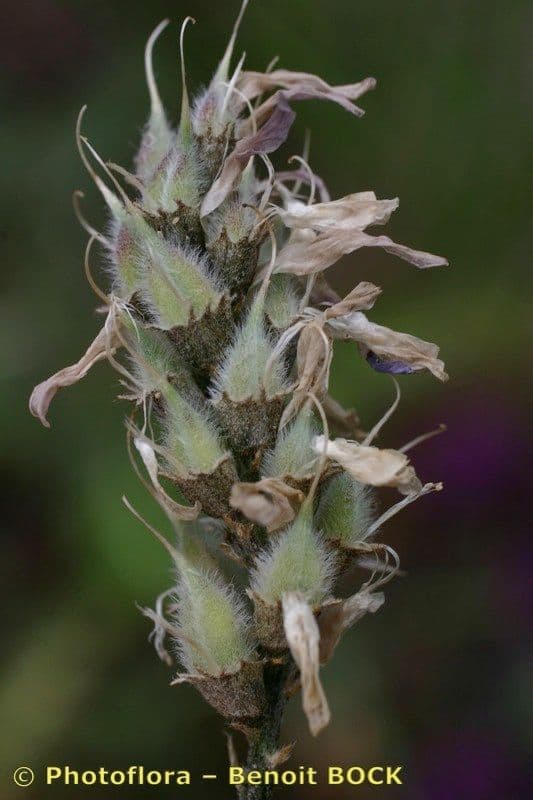 Astragalus onobrychis