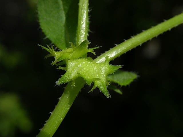 Lappola aspera 22
