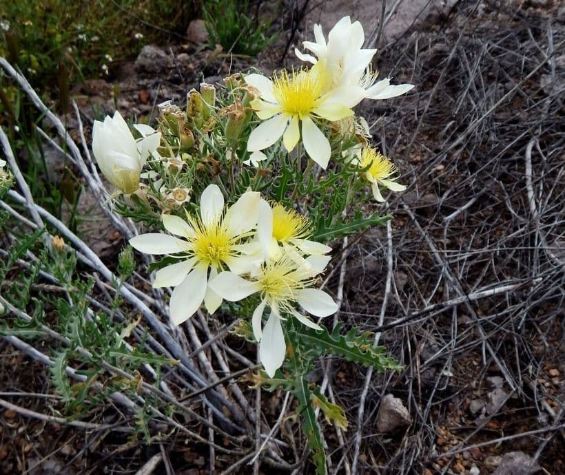 Mentzelia multiflora 2