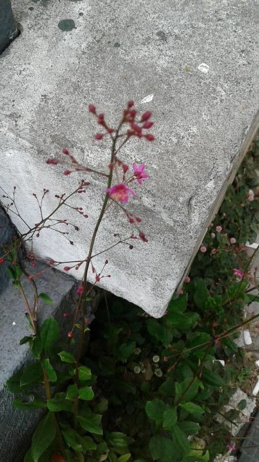 Talinum paniculatum 27