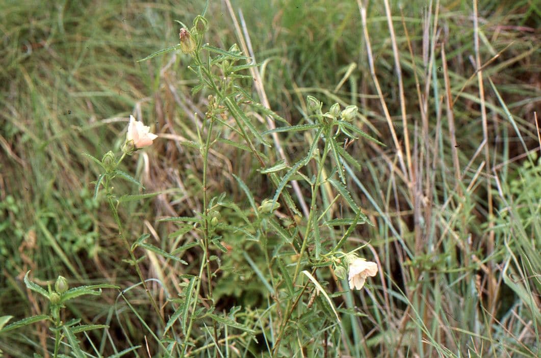 Konopice 11
