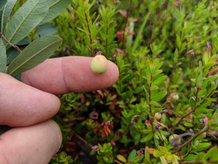 Gaultheria 2