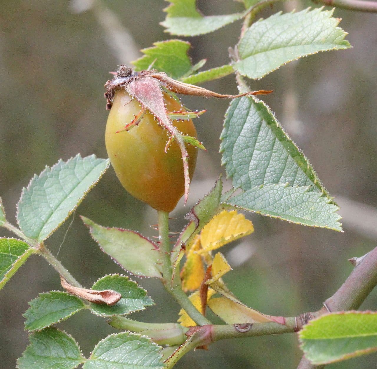 Kleinblütige Rose 4