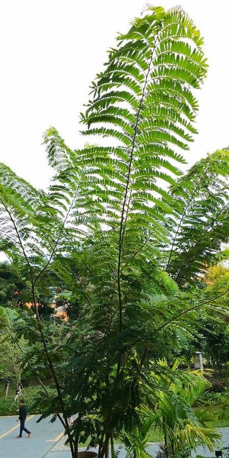 Cassia