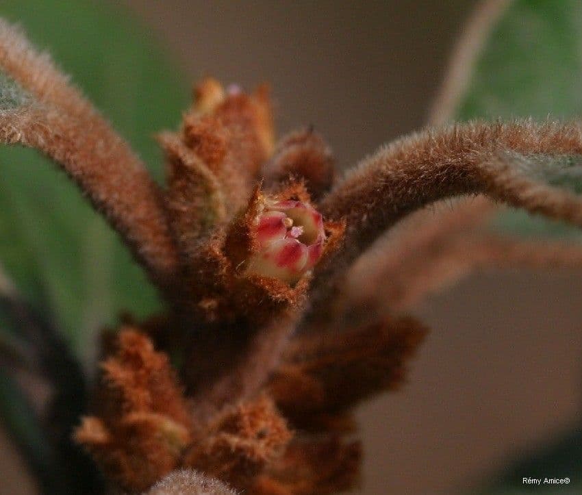 Planchonella 2