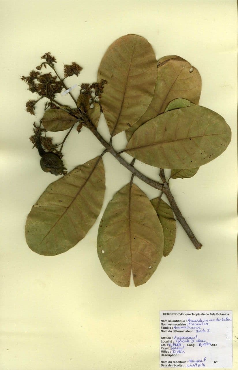 Anacardio 26