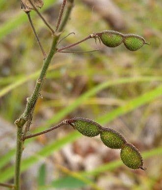 Desmodium paniculatum 3