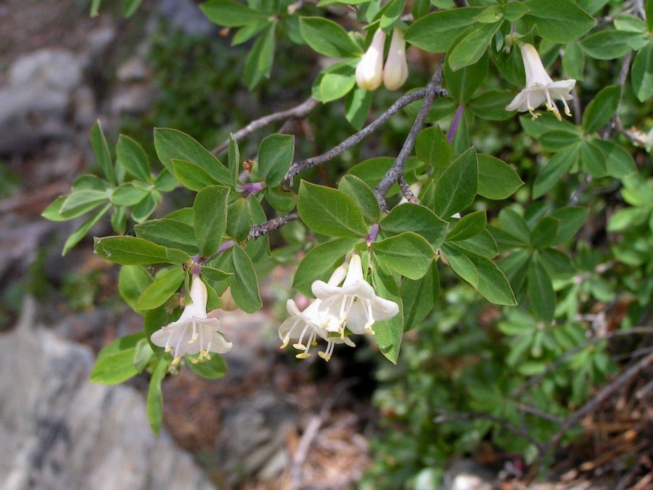 Caprifoglio pirenaico 28