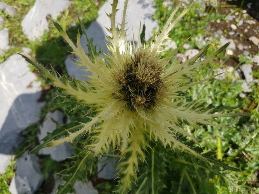 Cardo spinosissimo 9
