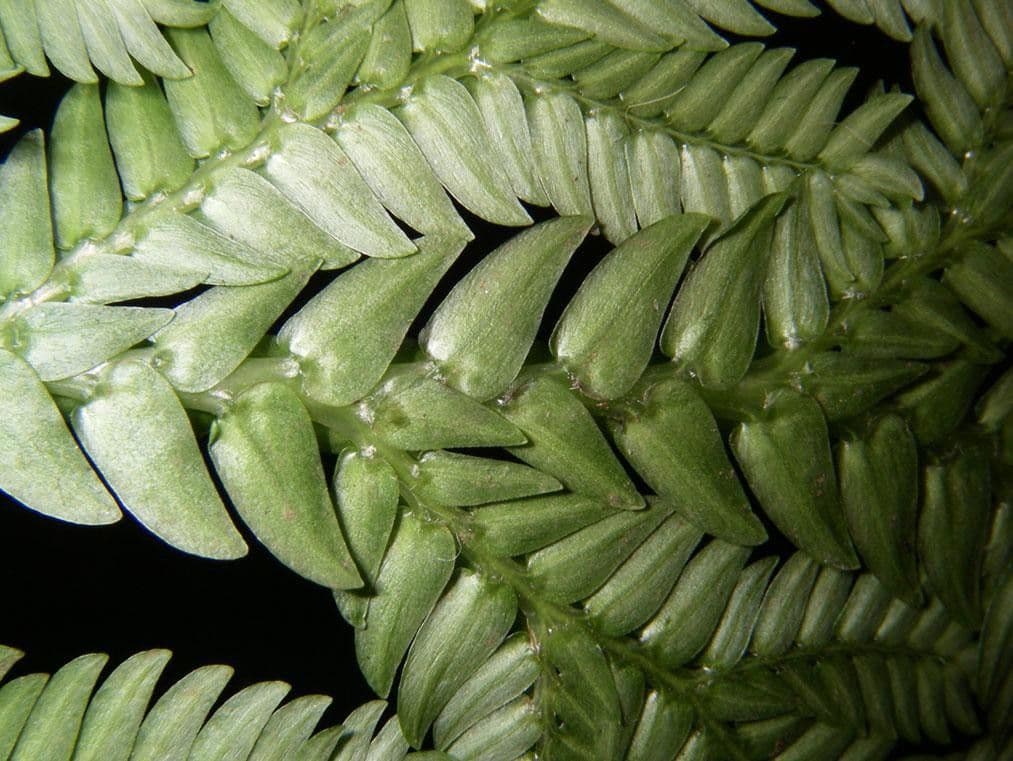 Selaginella oaxacana 5