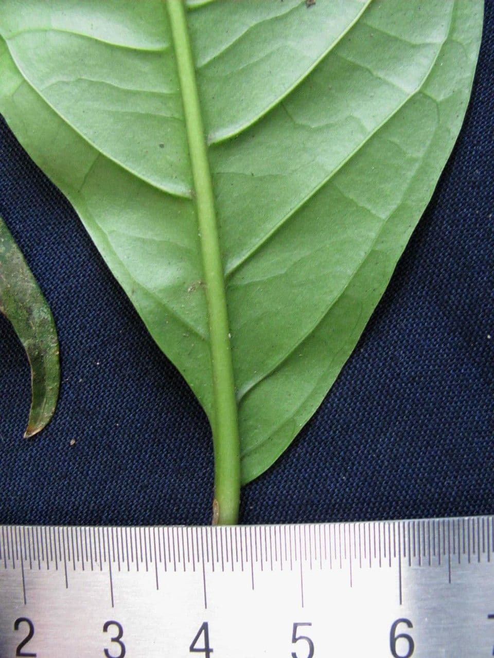 Neea laetevirens 13