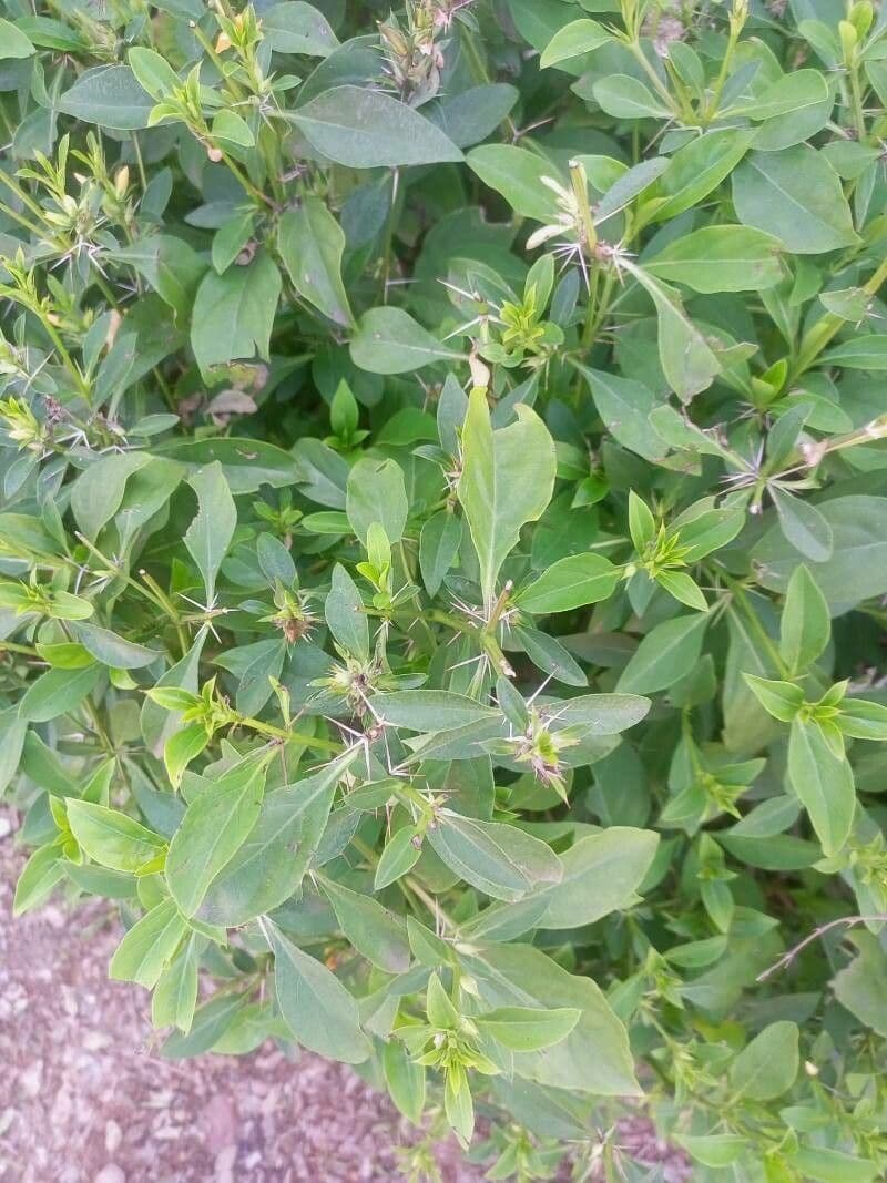 Barleria spinosa 13