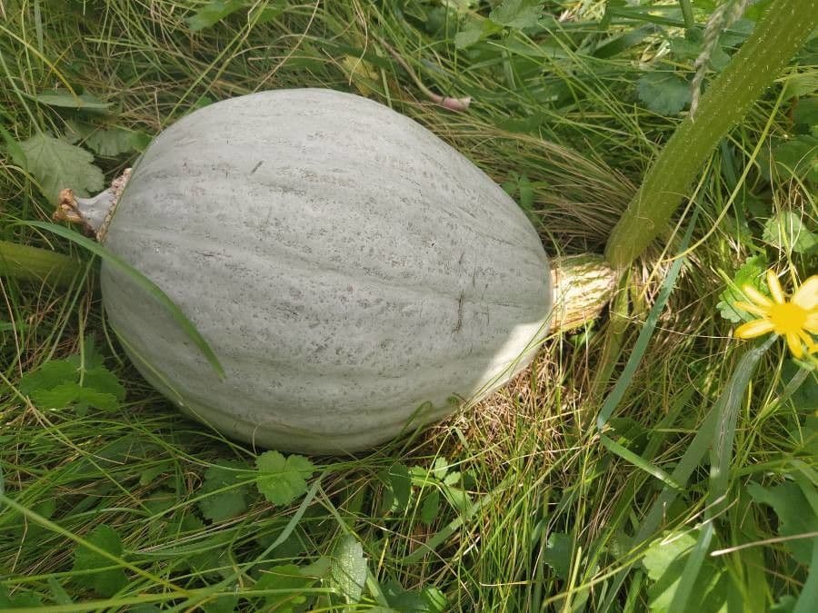 Zucca fetida 3