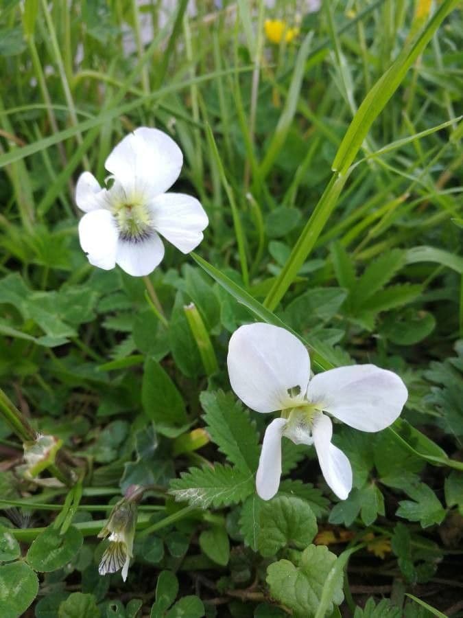 Viola striata 3