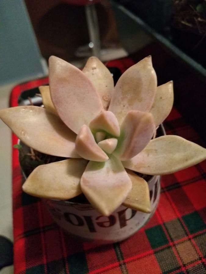 Pianta fantasma 2