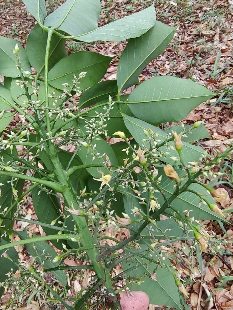 Hevea brazylijska 8
