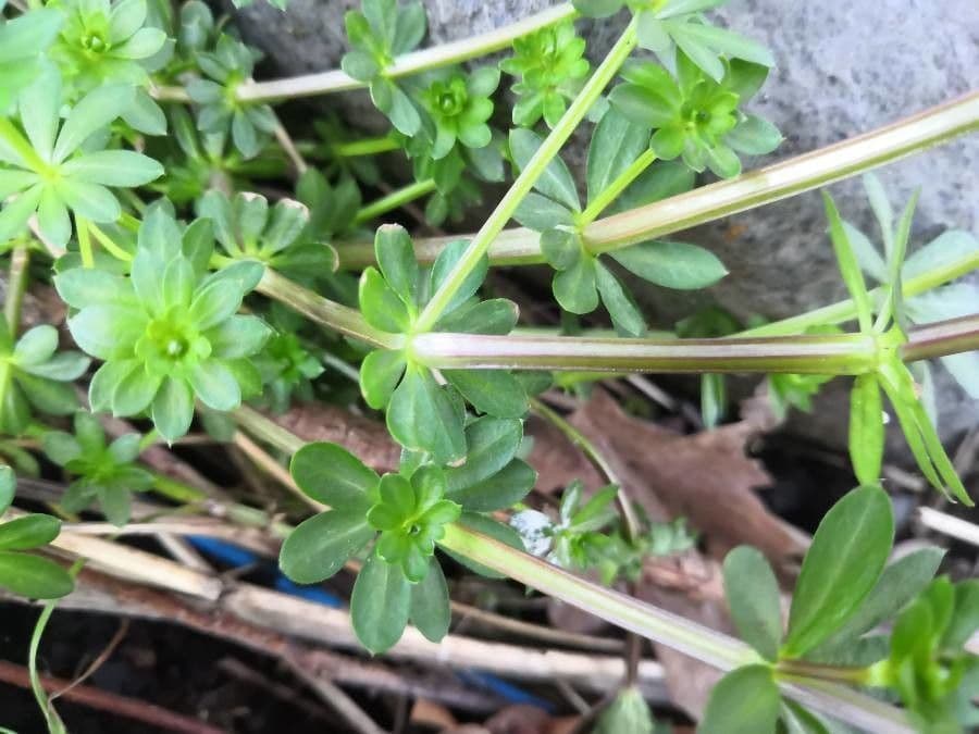 Rubia glauca 18