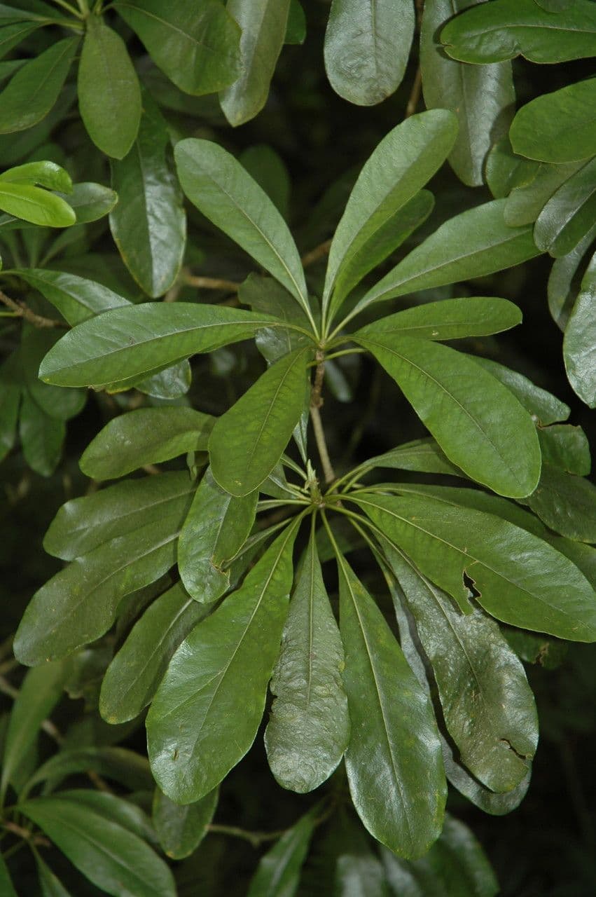 Pittosporum