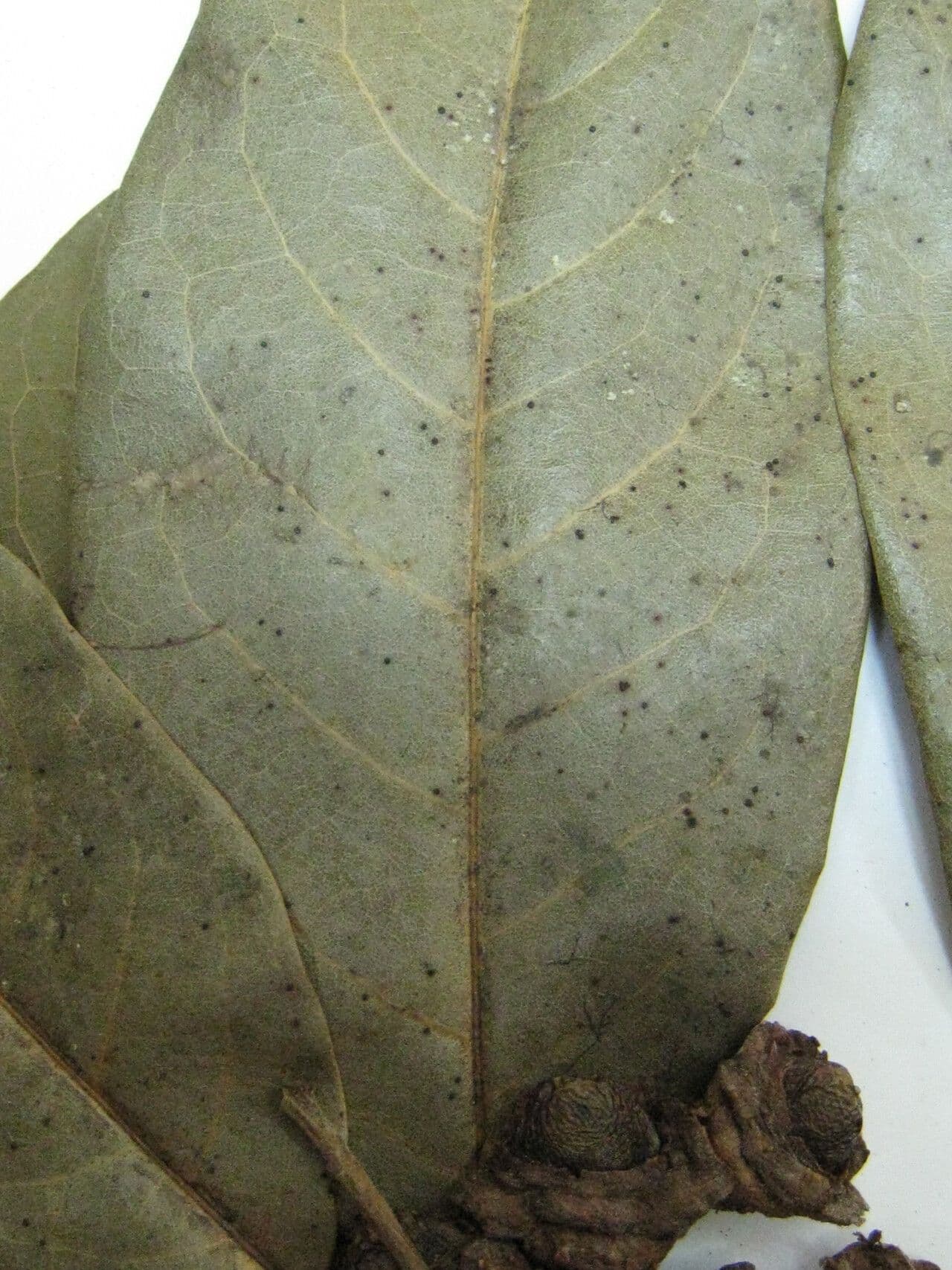 Ocotea cujumary