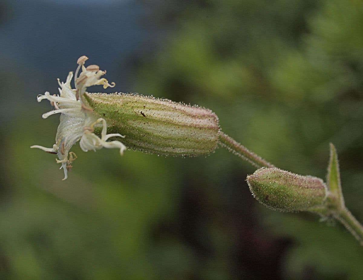 Silene dell'Oregon