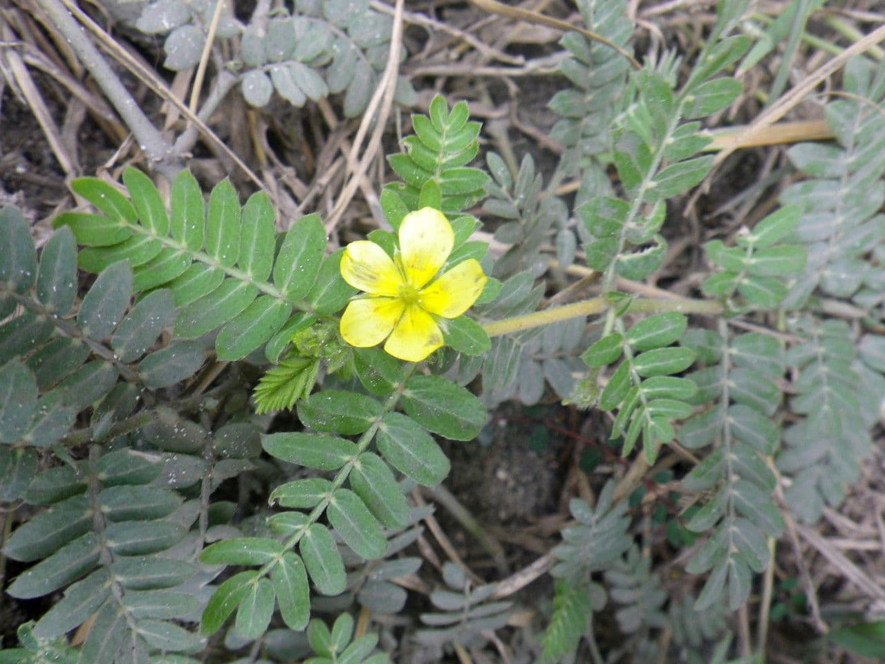 Tribolo cistoide 15